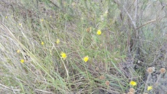Euryops munitus