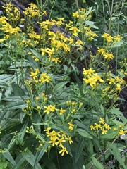 Senecio multidentatus huachucanus