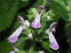 Stachys circinata