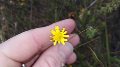 Euryops munitus