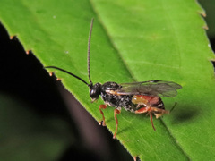 Tryphoninae