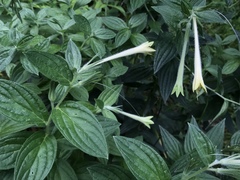 Lithospermum macromeria