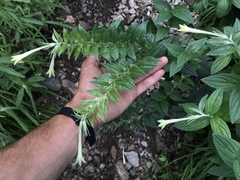 Lithospermum macromeria