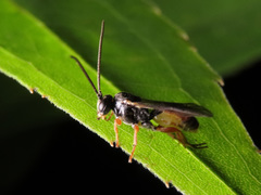 Tryphoninae