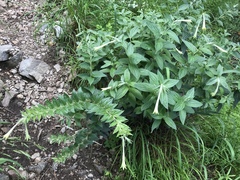 Lithospermum macromeria
