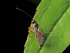 Tryphoninae