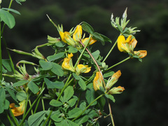 Lotus longisiliquosus