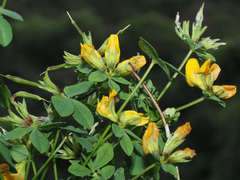 Lotus longisiliquosus