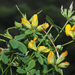 Lotus corniculatus carpetanus - Photo (c) Felix Riegel, algunos derechos reservados (CC BY-NC), subido por Felix Riegel