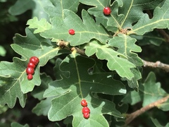 Xanthoteras eburneum