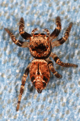 Evarcha proszynskii