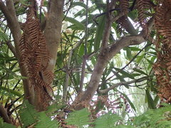 Gerygone albofrontata