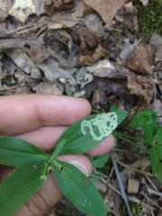 Nepticuloidea