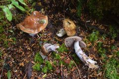 Cortinarius seidliae