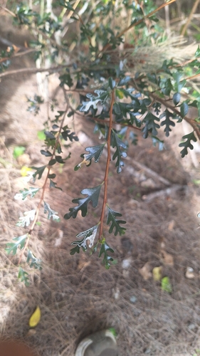 Turraea thouarsiana