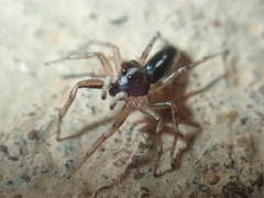 Cosmophasis baehrae