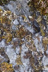 Thamnolia vermicularis vermicularis