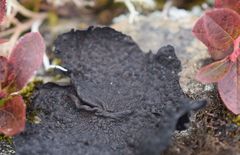 Umbilicaria hyperborea