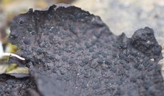 Umbilicaria hyperborea