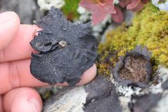 Umbilicaria hyperborea