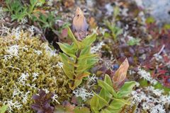 Gentiana platypetala