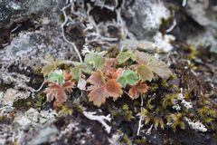 Potentilla × villosula