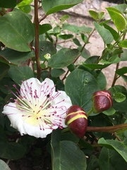 Capparis spinosa