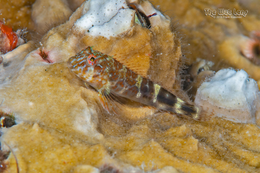 Orangespotted Blenny