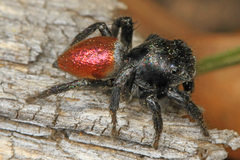 Habronattus decorus