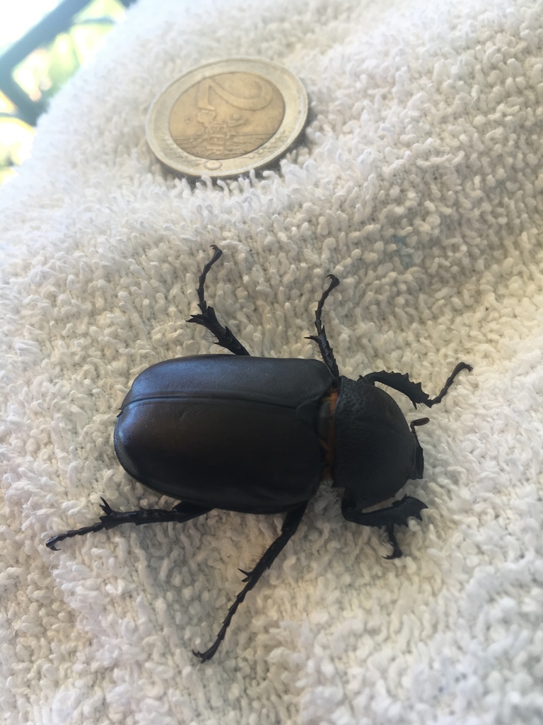 Propomacrus cypriacus