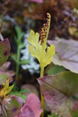 Botrychium lanceolatum image