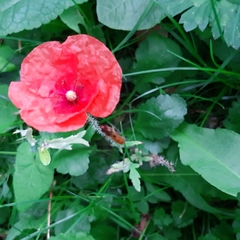 Papaver rhoeas