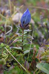 Gentiana platypetala