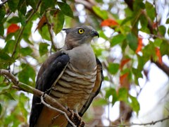 Pacific Baza photo 5