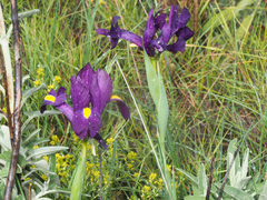 Iris filifolia