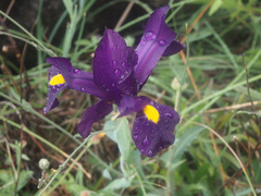 Iris filifolia