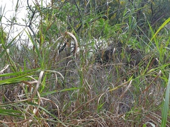 Echinochloa pyramidalis