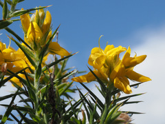 Genista hirsuta