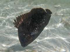 Plectorhinchus gibbosus