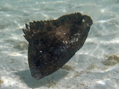 Plectorhinchus gibbosus