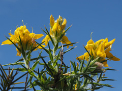 Genista hirsuta
