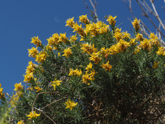 Genista hirsuta