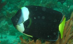 Chaetodontoplus meredithi