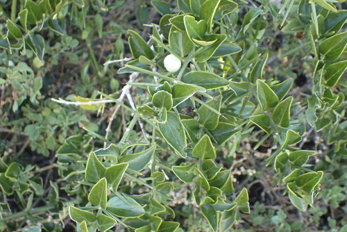 Image of Azima tetracantha by (c) Karen Eichholz, some rights reserved (CC BY)