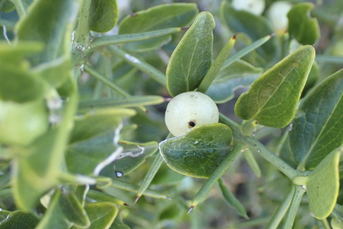 Image of Azima tetracantha by (c) Karen Eichholz, some rights reserved (CC BY)