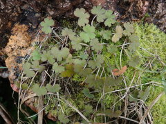 Geranium microphyllum