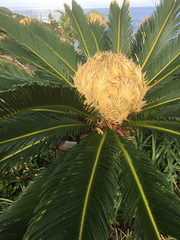 Cycas revoluta