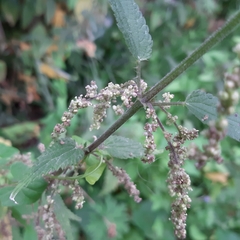 Urtica dioica
