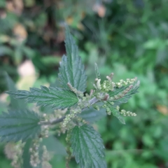 Urtica dioica