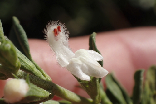 White Lionspaw (Leucas capensis)